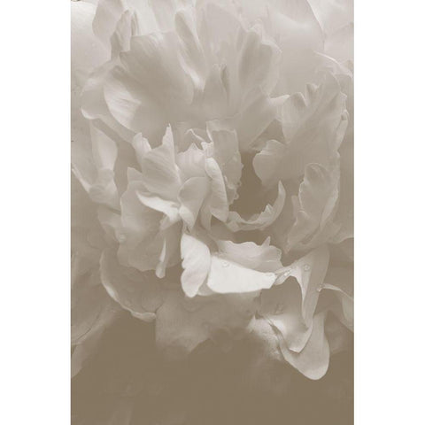 Peony_9 White Modern Wood Framed Art Print by 1x Studio III