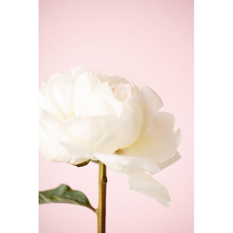 Peony_12 White Modern Wood Framed Art Print by 1x Studio III