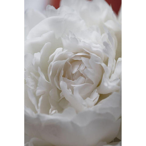 Peony_13 White Modern Wood Framed Art Print by 1x Studio III