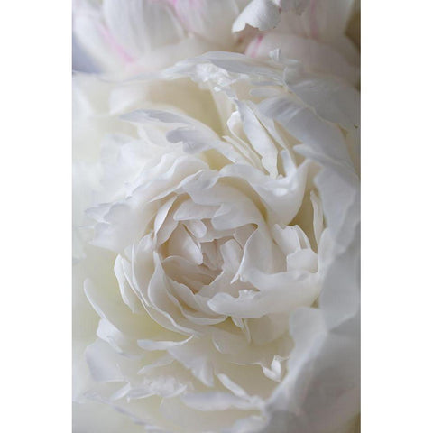 Peony_14 White Modern Wood Framed Art Print by 1x Studio III