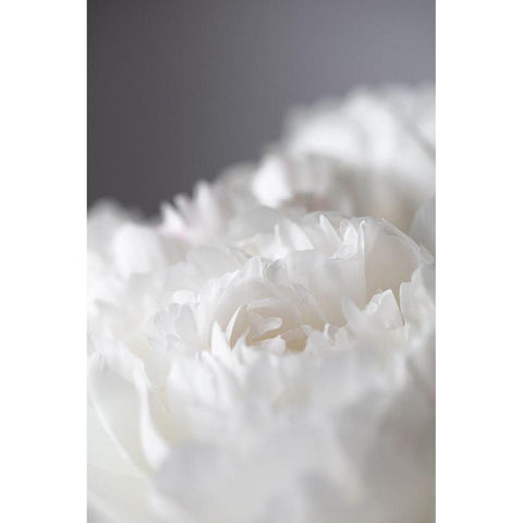 Peony_15 White Modern Wood Framed Art Print by 1x Studio III