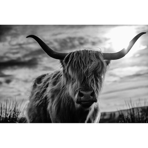 Scottish White Modern Wood Framed Art Print by Kreiten, Mike