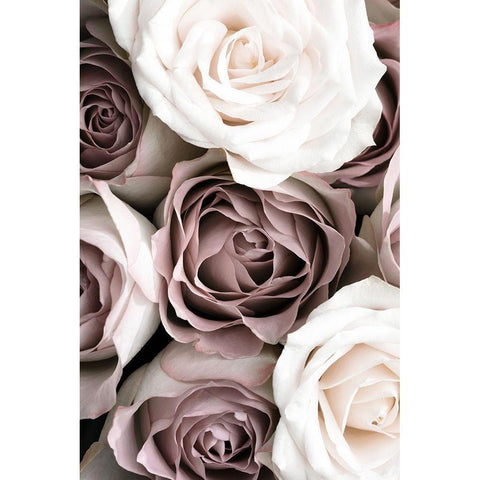 Roses Black Modern Wood Framed Art Print by 1x Studio III