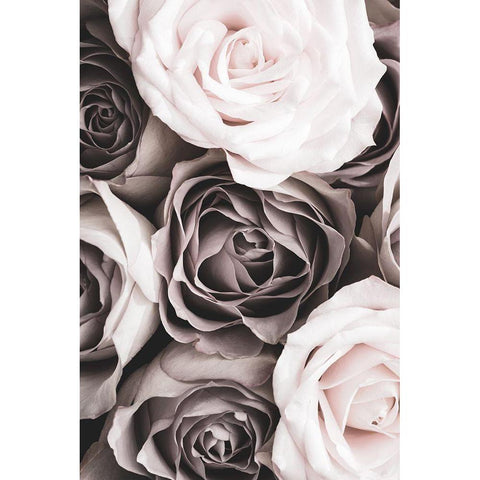 Roses White Modern Wood Framed Art Print by 1x Studio III