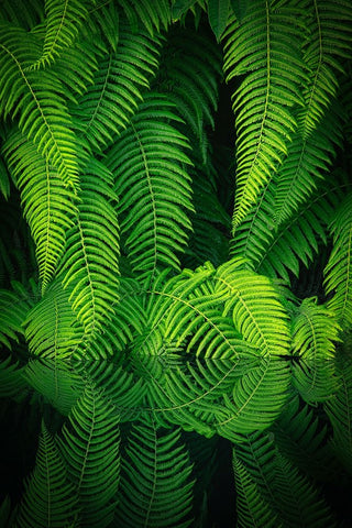 Beauty In Nature Black Ornate Wood Framed Art Print with Double Matting by Mitamura, Takeshi