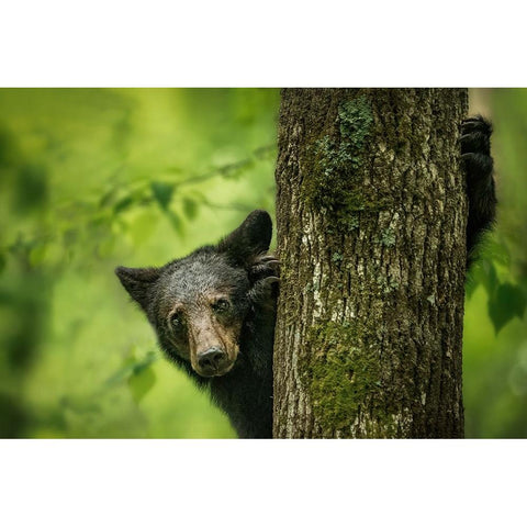 Hey IM Here Gold Ornate Wood Framed Art Print with Double Matting by Liu, Ruijuan