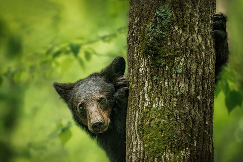 Hey IM Here White Modern Wood Framed Art Print with Double Matting by Liu, Ruijuan