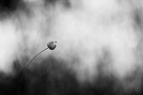 Flax After Flowering White Modern Wood Framed Art Print with Double Matting by Gronkjar, Lotte