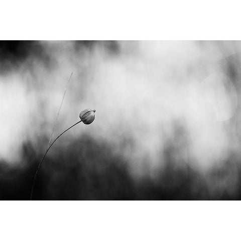 Flax After Flowering Black Modern Wood Framed Art Print by Gronkjar, Lotte
