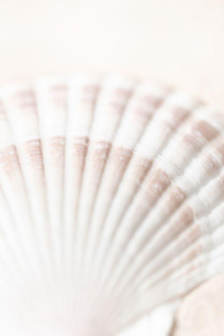 Shell Black Ornate Wood Framed Art Print with Double Matting by 1x Studio III