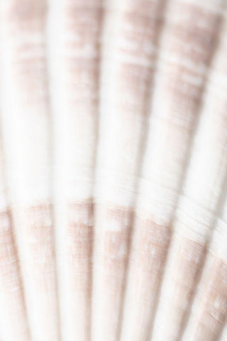 Shell_2 White Modern Wood Framed Art Print with Double Matting by 1x Studio III