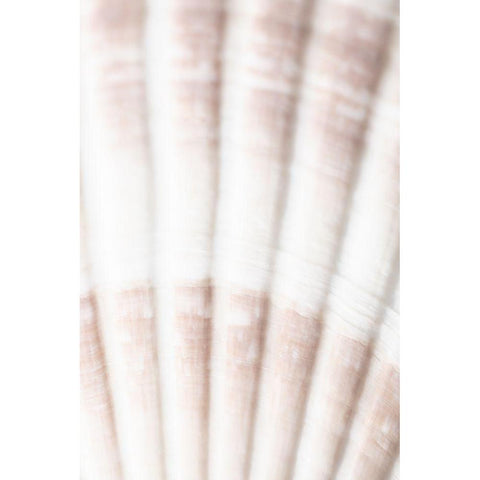 Shell_2 White Modern Wood Framed Art Print by 1x Studio III