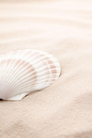 Shell_3 White Modern Wood Framed Art Print with Double Matting by 1x Studio III