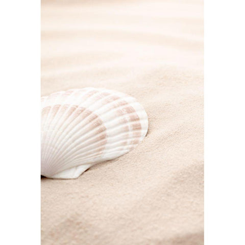 Shell_3 Black Modern Wood Framed Art Print with Double Matting by 1x Studio III