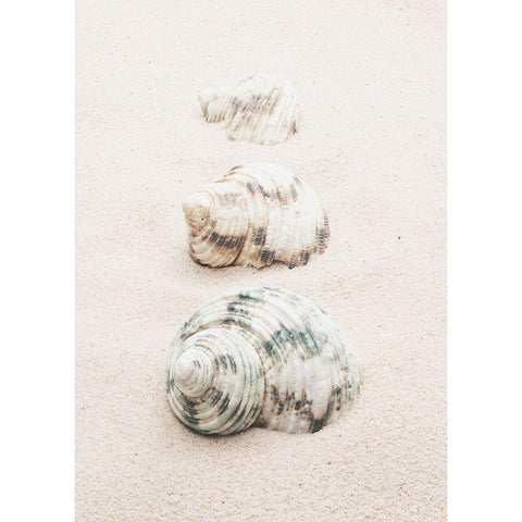 Shells White Modern Wood Framed Art Print by 1x Studio III