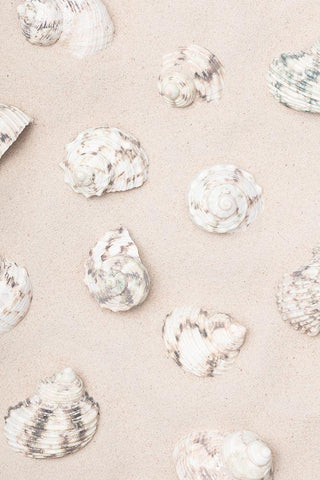 Shells_2 White Modern Wood Framed Art Print with Double Matting by 1x Studio III