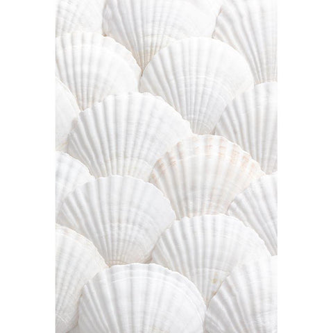 Shells_3 Black Modern Wood Framed Art Print with Double Matting by 1x Studio III