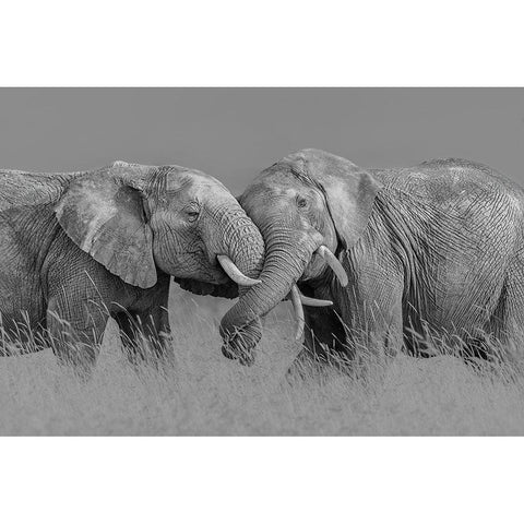 Elephant Flight Black Modern Wood Framed Art Print with Double Matting by Zuo, Jun