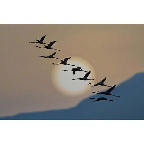 Flamingos At Sunrise Black Modern Wood Framed Art Print with Double Matting by Bar Or, Eyal
