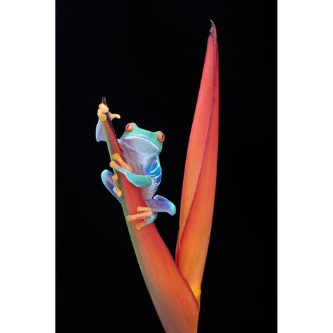 Red Eyed Tree Frog on a Tropical Flower Black Modern Wood Framed Art Print with Double Matting by D Lester, Linda