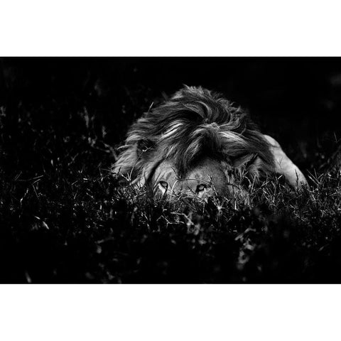 The Lion Black Modern Wood Framed Art Print by Damico, Giuseppe