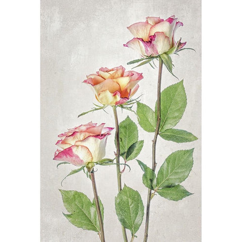 Roses White Modern Wood Framed Art Print by Disher, Mandy