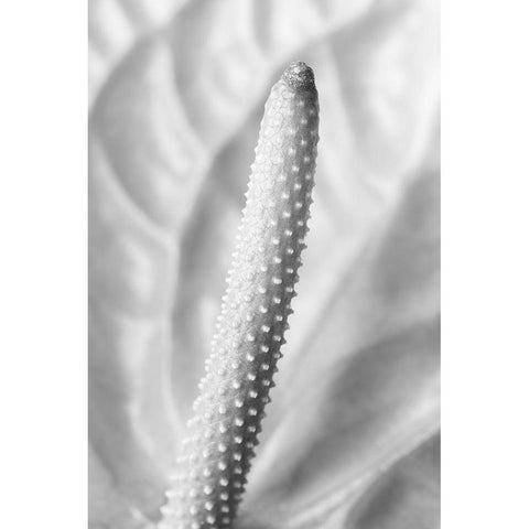 Flammingo Flower Black Modern Wood Framed Art Print with Double Matting by 1x Studio III