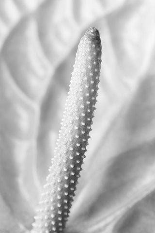 Flammingo Flower Black Ornate Wood Framed Art Print with Double Matting by 1x Studio III