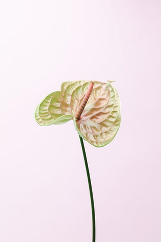 Flammingo Flower White Modern Wood Framed Art Print with Double Matting by 1x Studio III