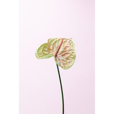 Flammingo Flower Black Modern Wood Framed Art Print with Double Matting by 1x Studio III