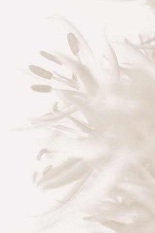 FLOWER BEIGE_2 White Modern Wood Framed Art Print with Double Matting by 1x Studio III