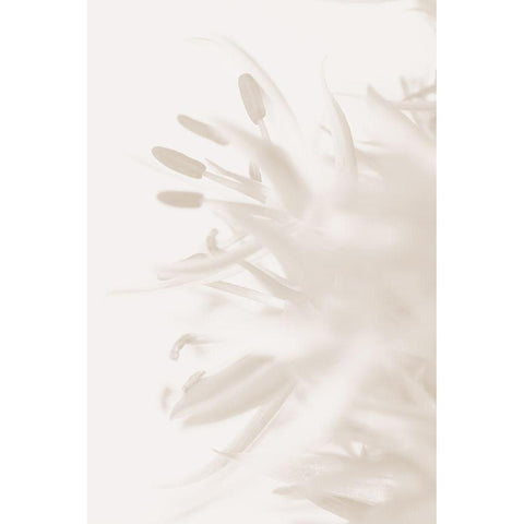 FLOWER BEIGE_2 Black Modern Wood Framed Art Print by 1x Studio III