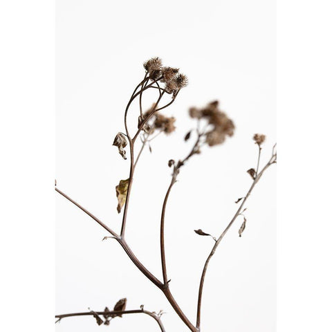 Dried Twig Gold Ornate Wood Framed Art Print with Double Matting by 1x Studio III