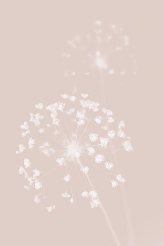 Dried Flower Pink White Modern Wood Framed Art Print with Double Matting by 1x Studio III