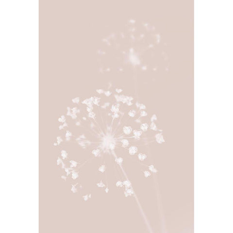 Dried Flower Pink Black Modern Wood Framed Art Print with Double Matting by 1x Studio III