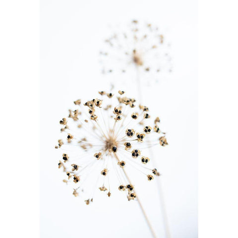 Dried Flower_2_Natural Gold Ornate Wood Framed Art Print with Double Matting by 1x Studio III