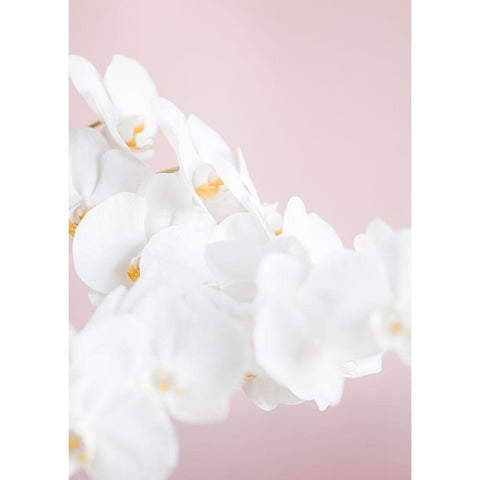 Orchid_1 Black Modern Wood Framed Art Print by 1x Studio III