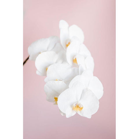 Orchid_2 Black Modern Wood Framed Art Print by 1x Studio III