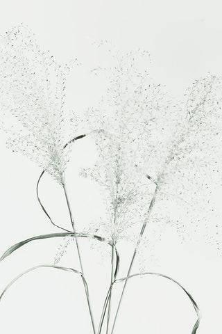 Dried Grass_green Black Ornate Wood Framed Art Print with Double Matting by 1x Studio III