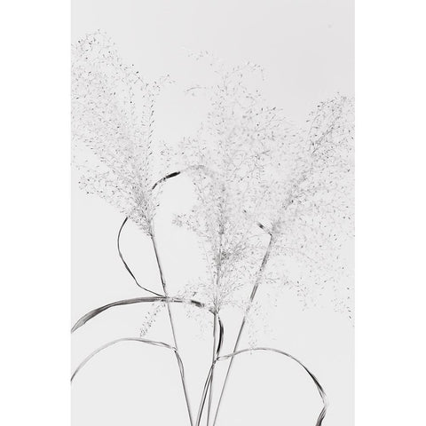 Dried Grass_blackawhite Black Modern Wood Framed Art Print with Double Matting by 1x Studio III