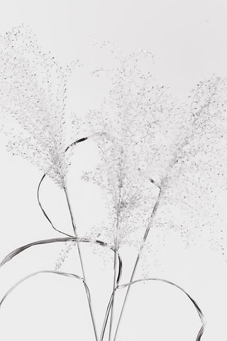 Dried Grass_blackawhite White Modern Wood Framed Art Print with Double Matting by 1x Studio III