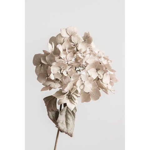 Beige Dried Flower White Modern Wood Framed Art Print by 1x Studio III