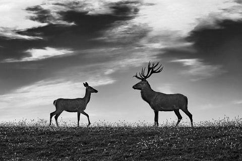 Meeting Black Ornate Wood Framed Art Print with Double Matting by Kravanja, Jure