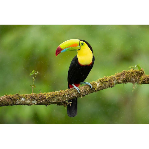 Keel-Billed Toucan White Modern Wood Framed Art Print by Zygmunt, Milan