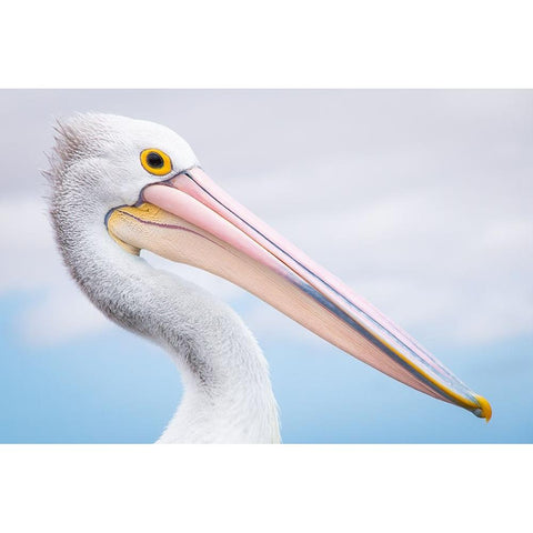 Pelican White Modern Wood Framed Art Print by Schaarschmidt, Christoph