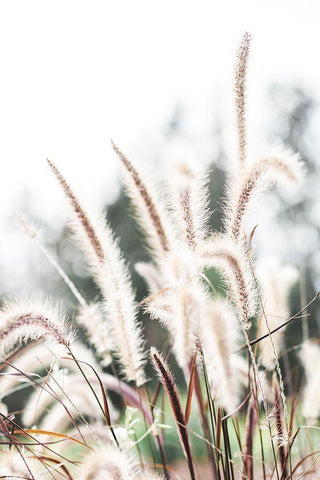 Grass White Modern Wood Framed Art Print with Double Matting by 1x Studio III