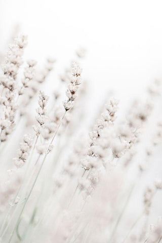 Grass straws White Modern Wood Framed Art Print with Double Matting by 1x Studio III