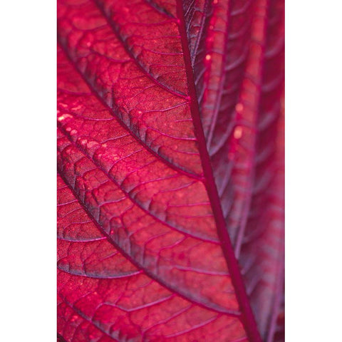 Red Leaf Black Modern Wood Framed Art Print with Double Matting by 1x Studio III