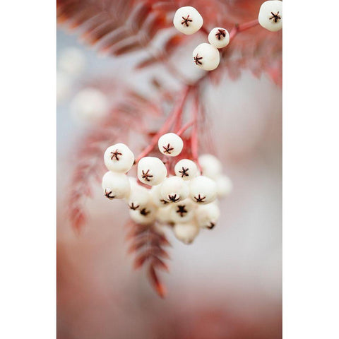 Berries on a twig Black Modern Wood Framed Art Print with Double Matting by 1x Studio III