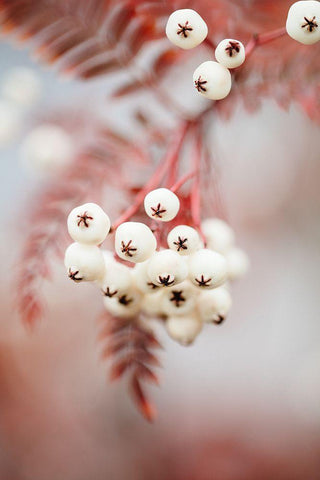 Berries on a twig White Modern Wood Framed Art Print with Double Matting by 1x Studio III